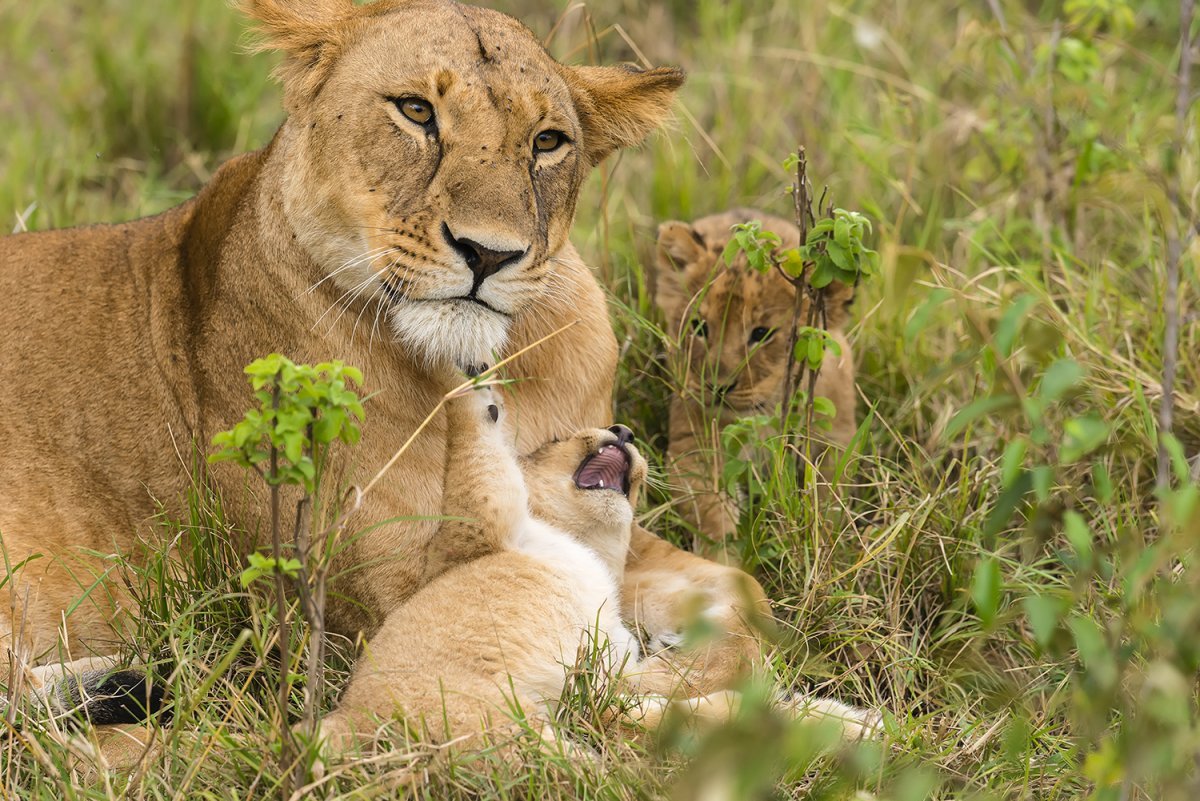 Лев львица и Львенок