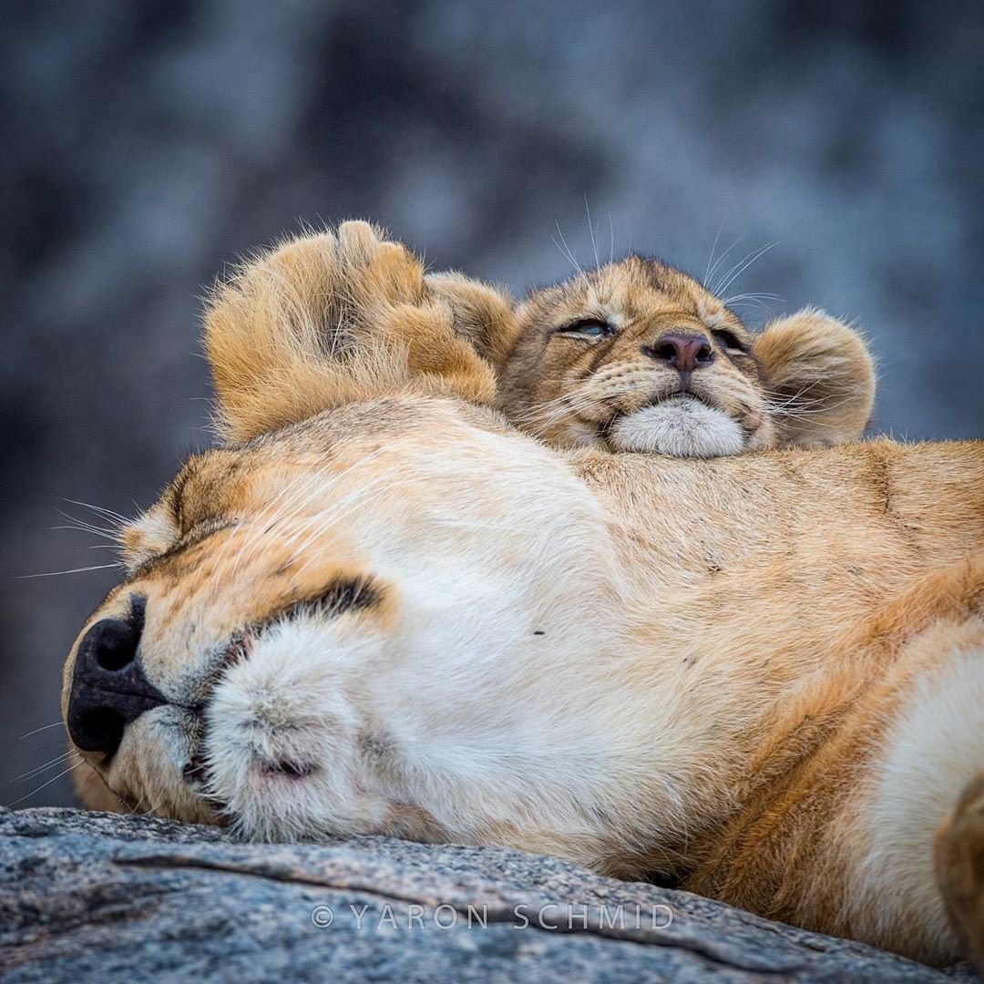 Львенок спит