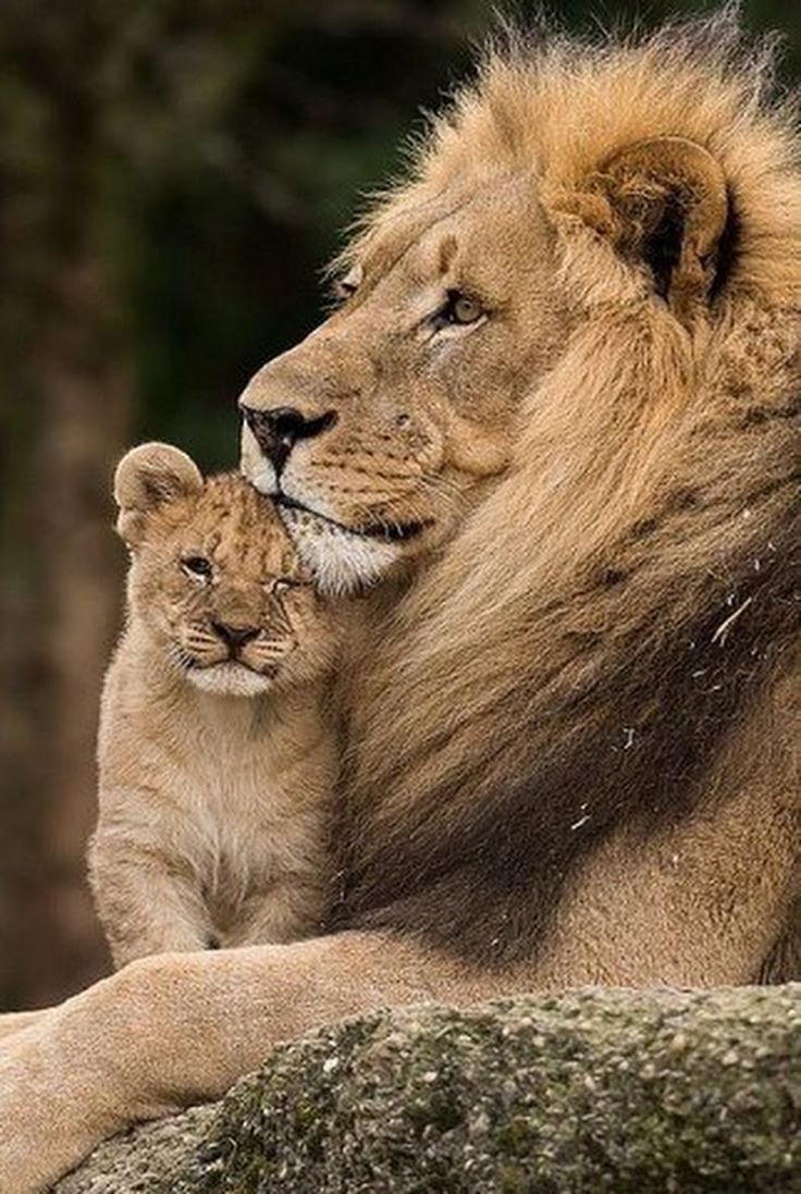 Лев львица и Львенок