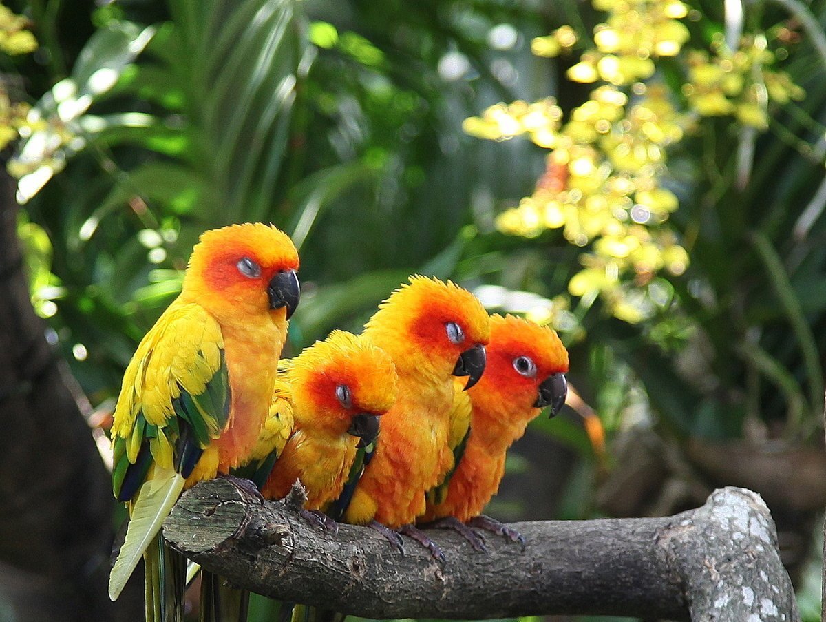 Животные Юго Восточной Азии