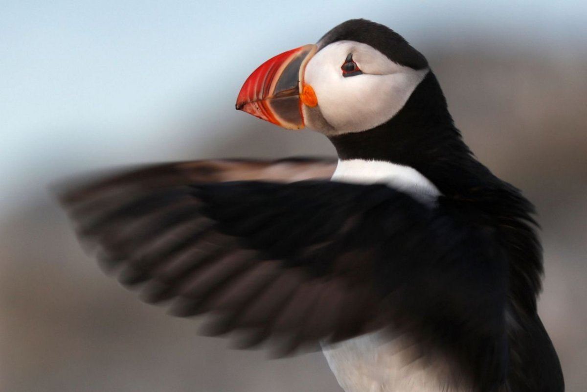 Птица с широким клювом