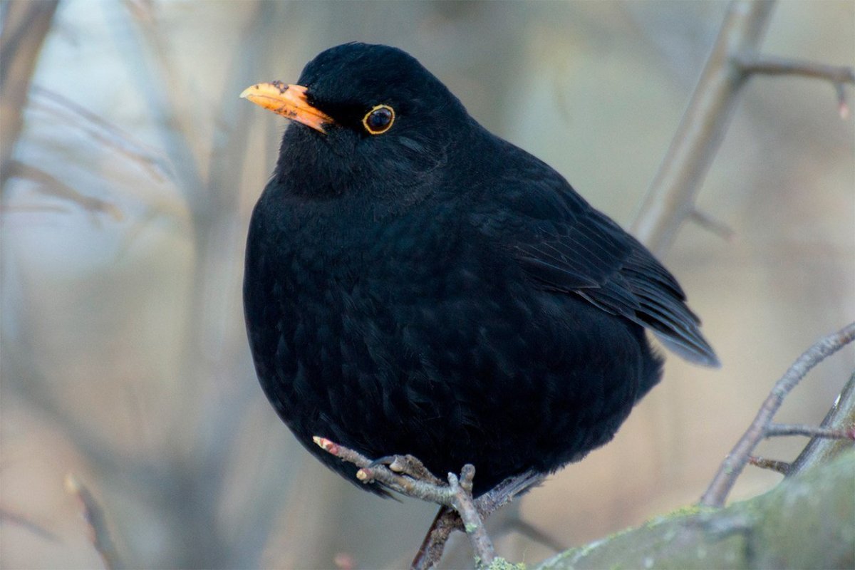 Черный Дрозд птица