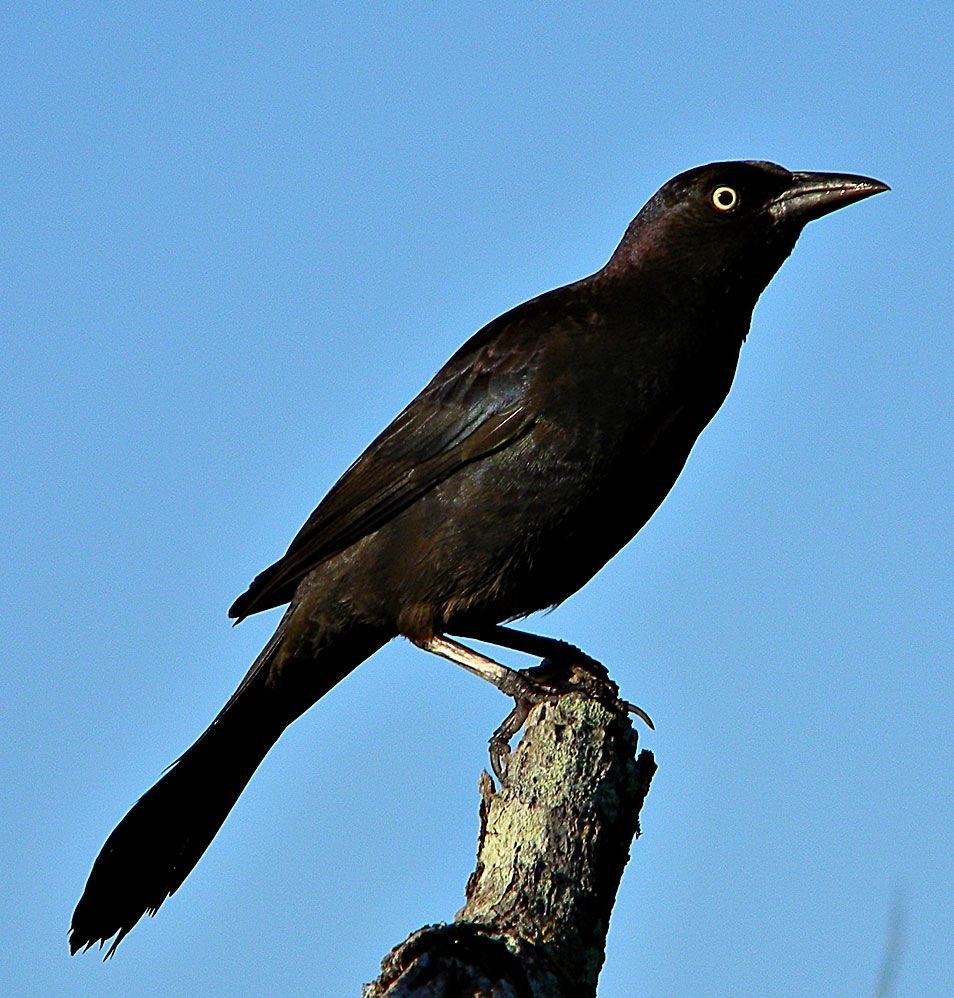 Черная птица