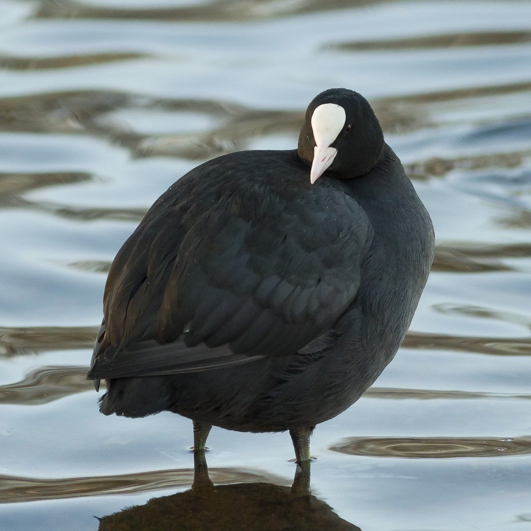 Утка нырок черная