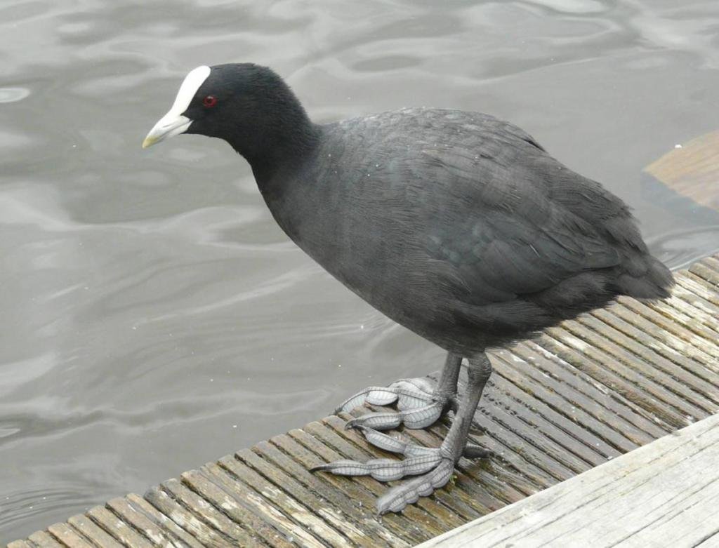 Лысуха хохлатая