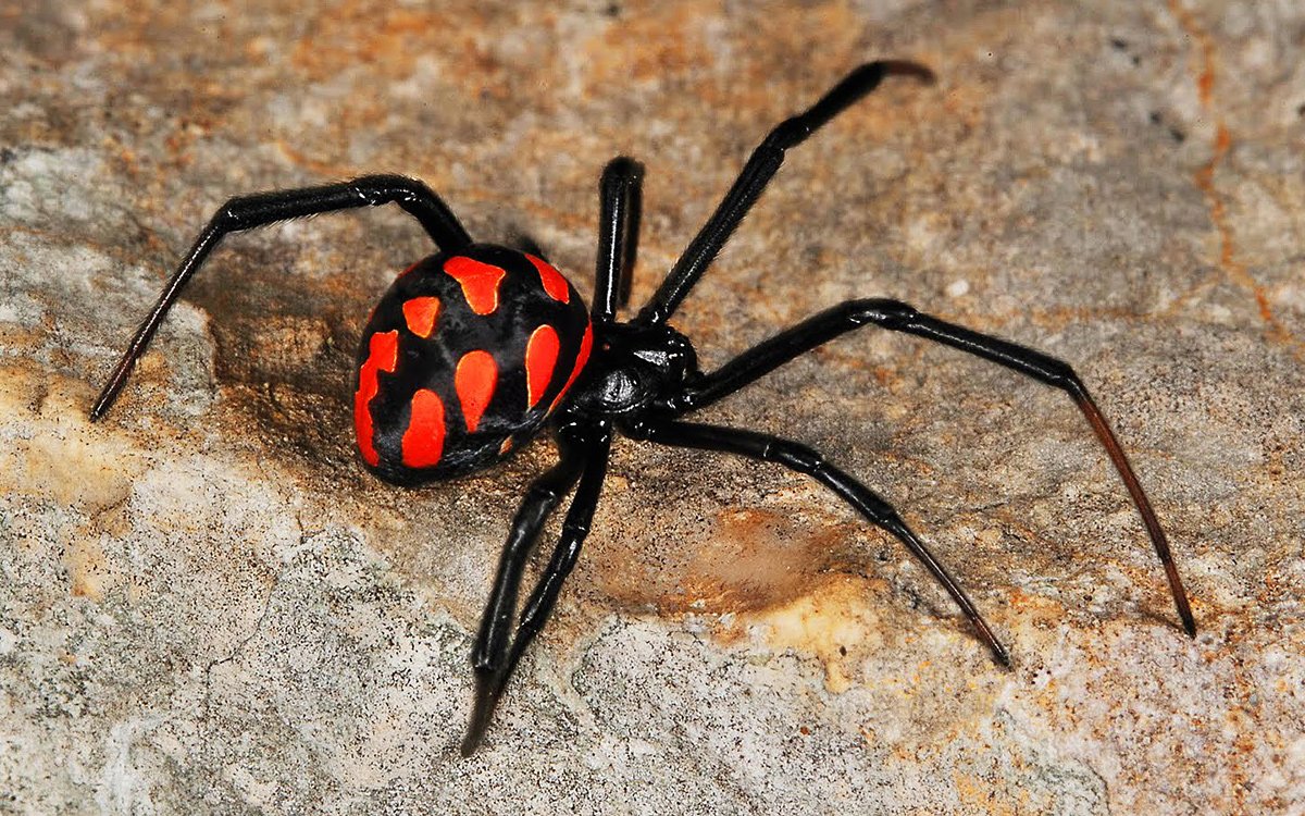 Паук черная вдова Каракурт