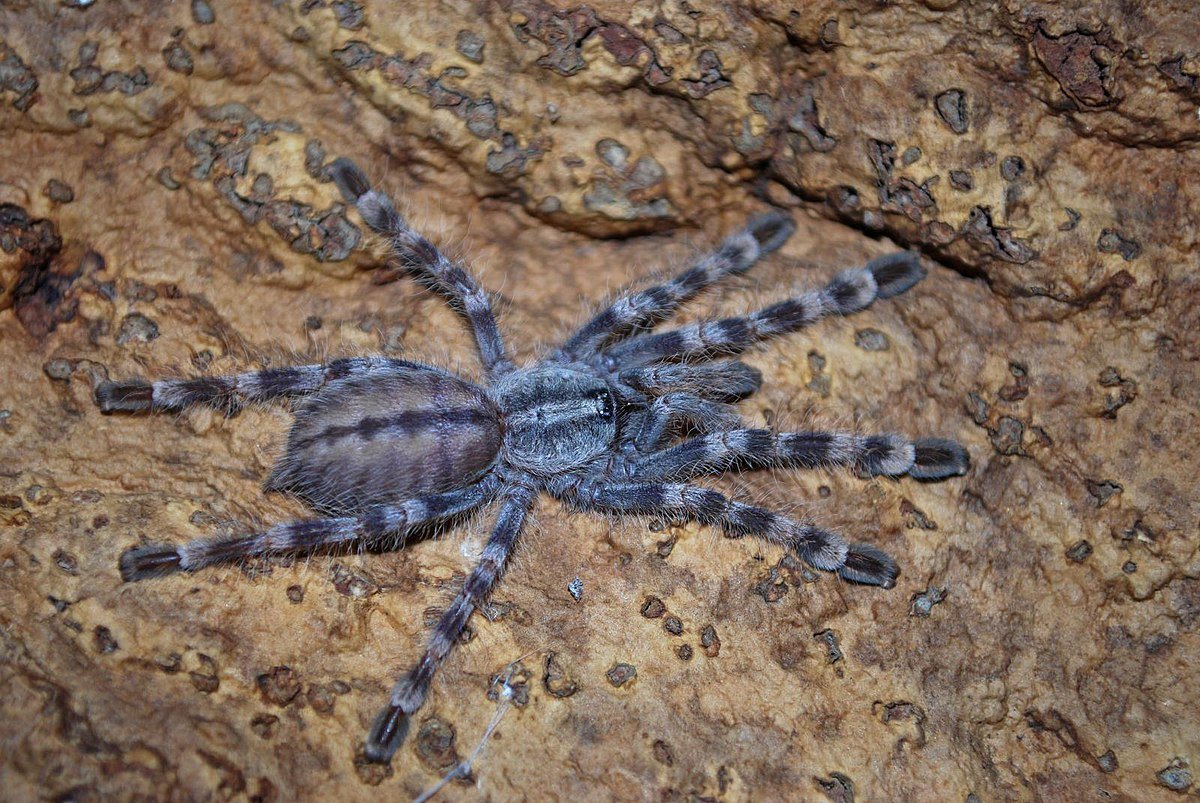 Poecilotheria vittata