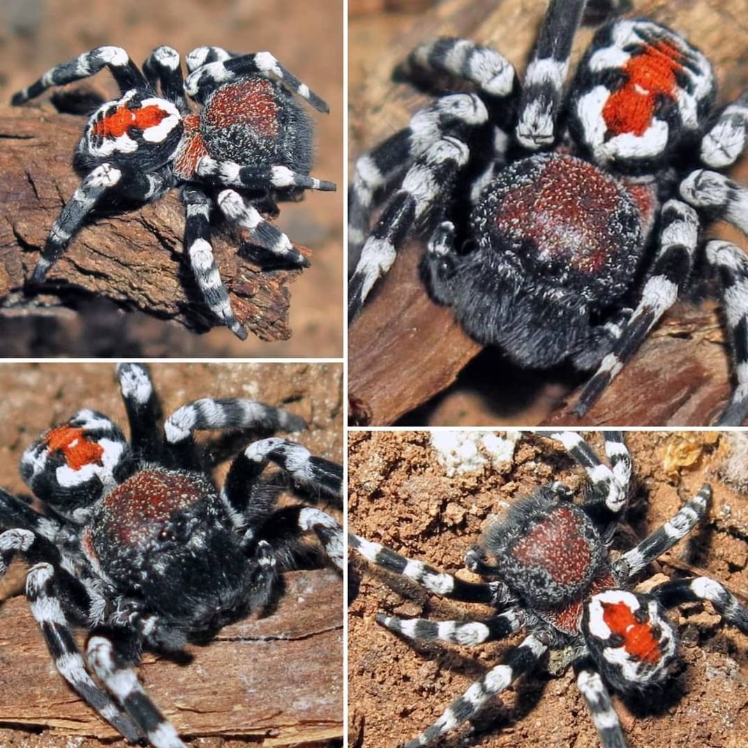 Паук Хоакин Феникс