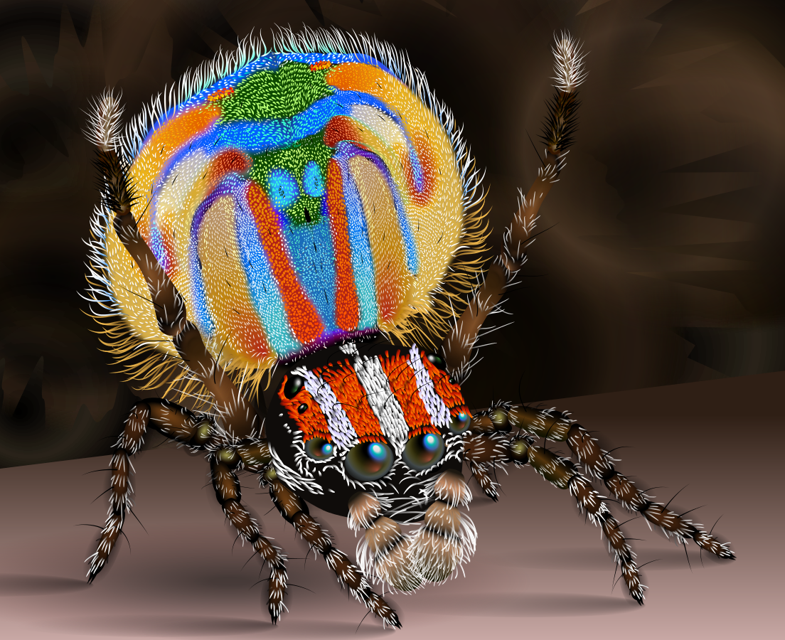 Паук-Павлин (Maratus volans)