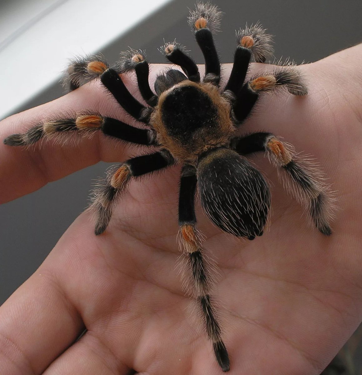 Паук эрезус чёрный