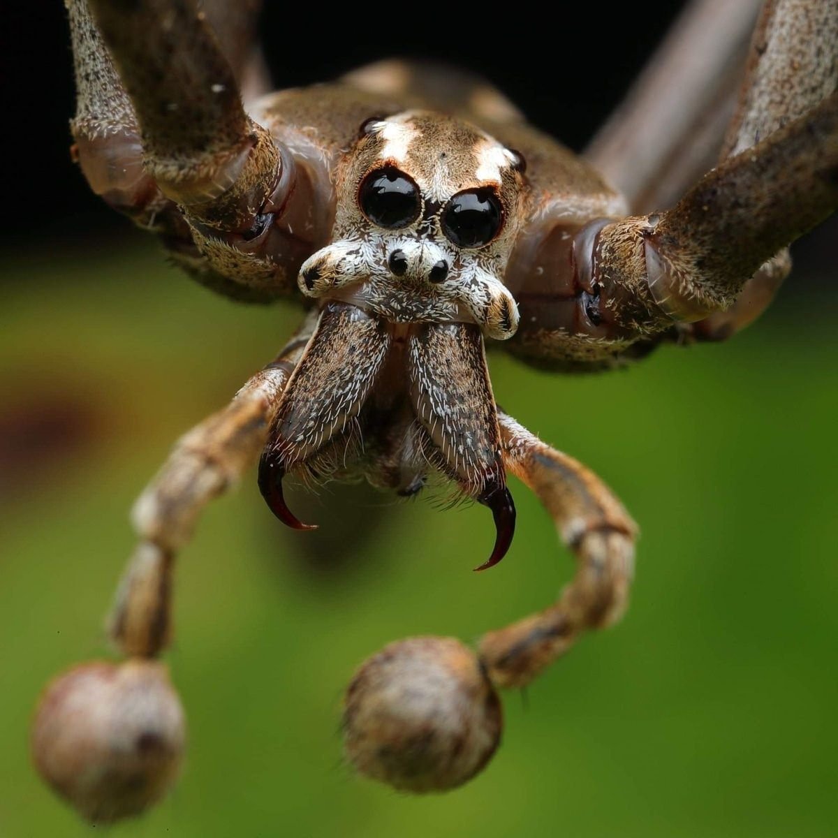 Паук Dinopidae spinosa