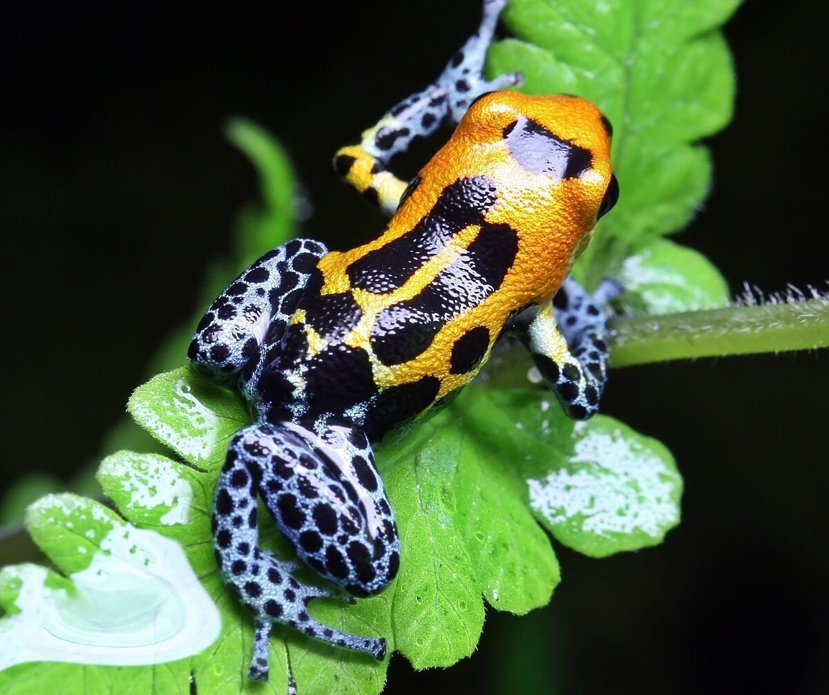 Лягушка древолаз