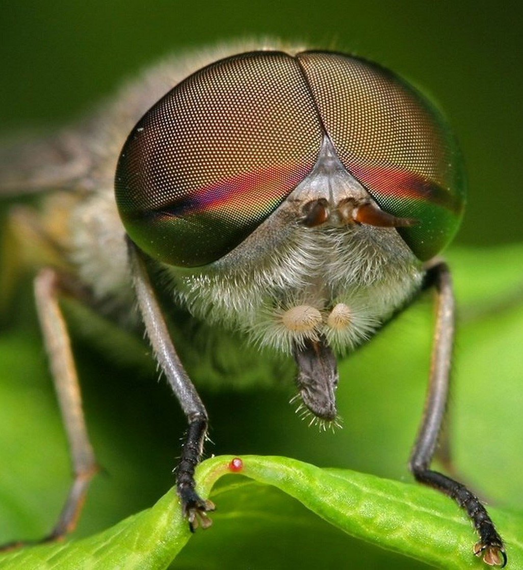 Забавные насекомые