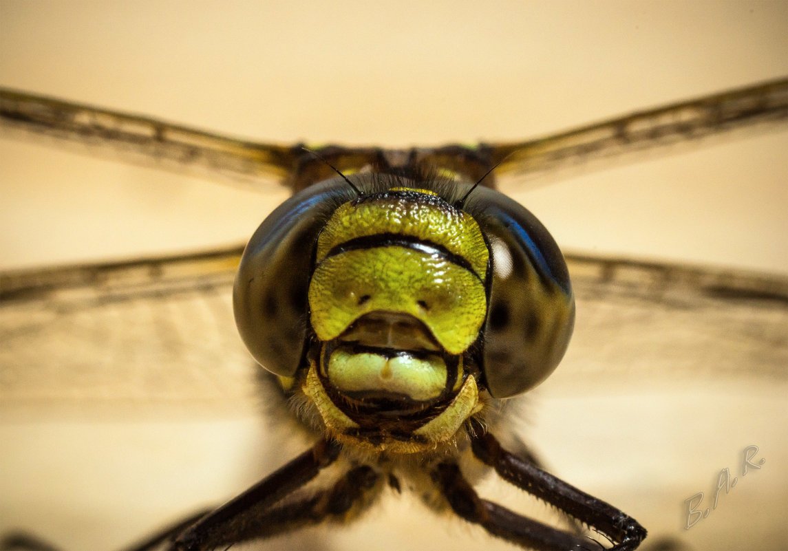 Голова Стрекозы