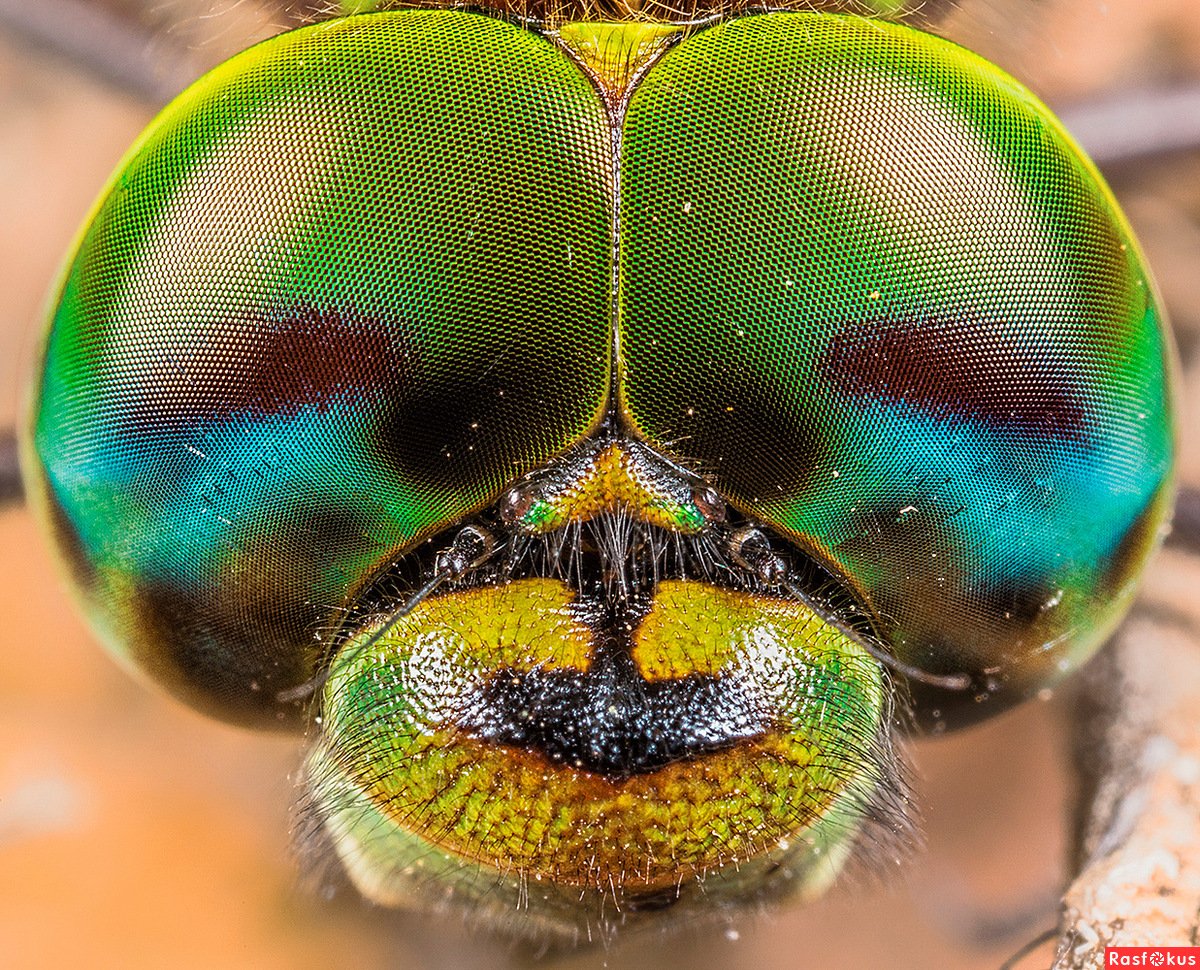 Цвет глаз Стрекозы