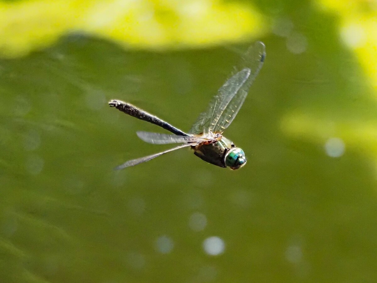 Стрекозы по кругу