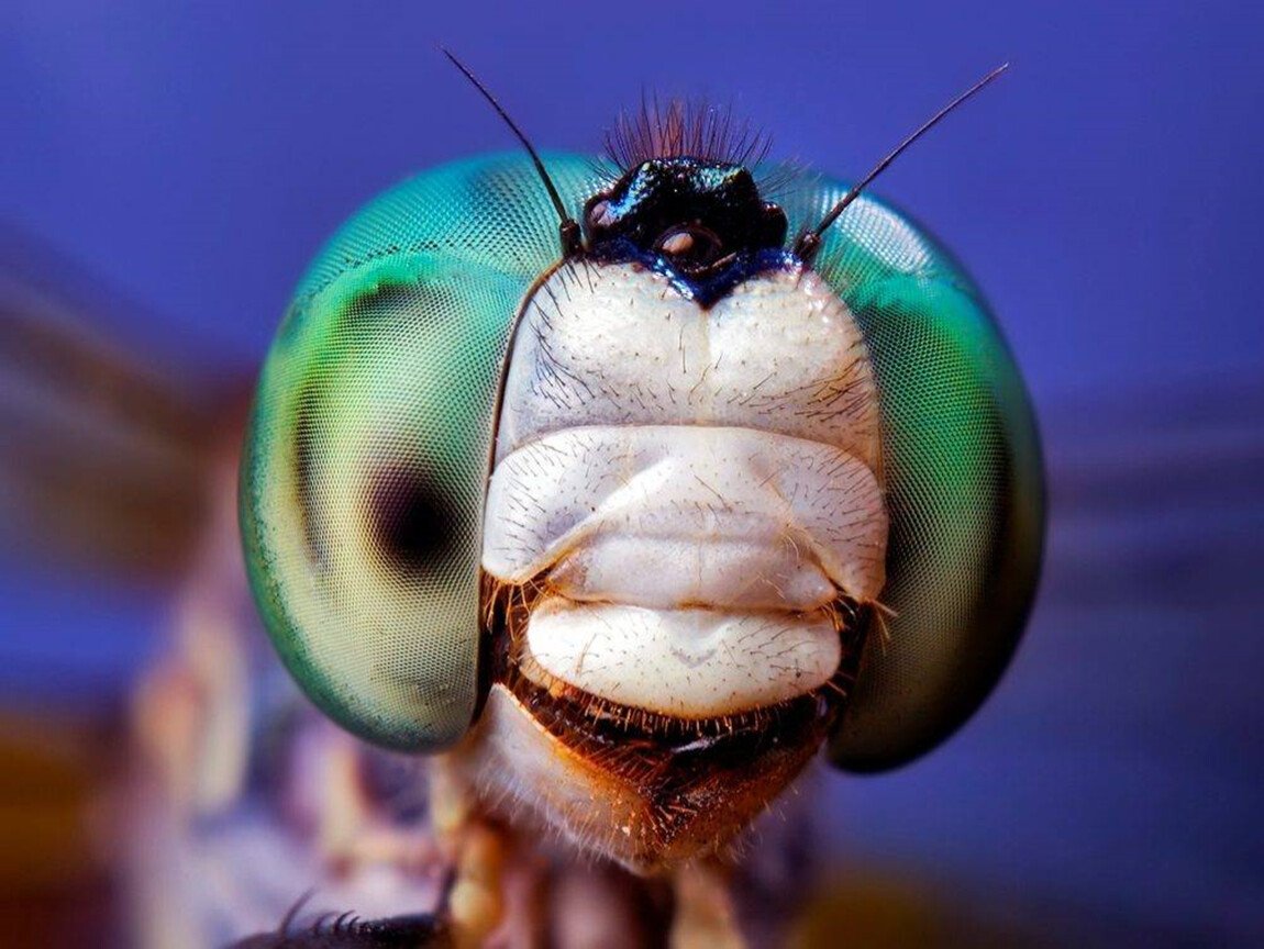 Глаза Стрекозы