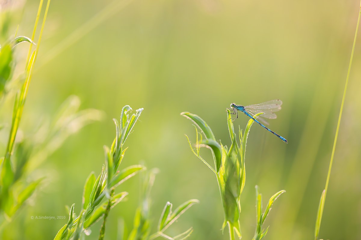 Стрекоза на траве