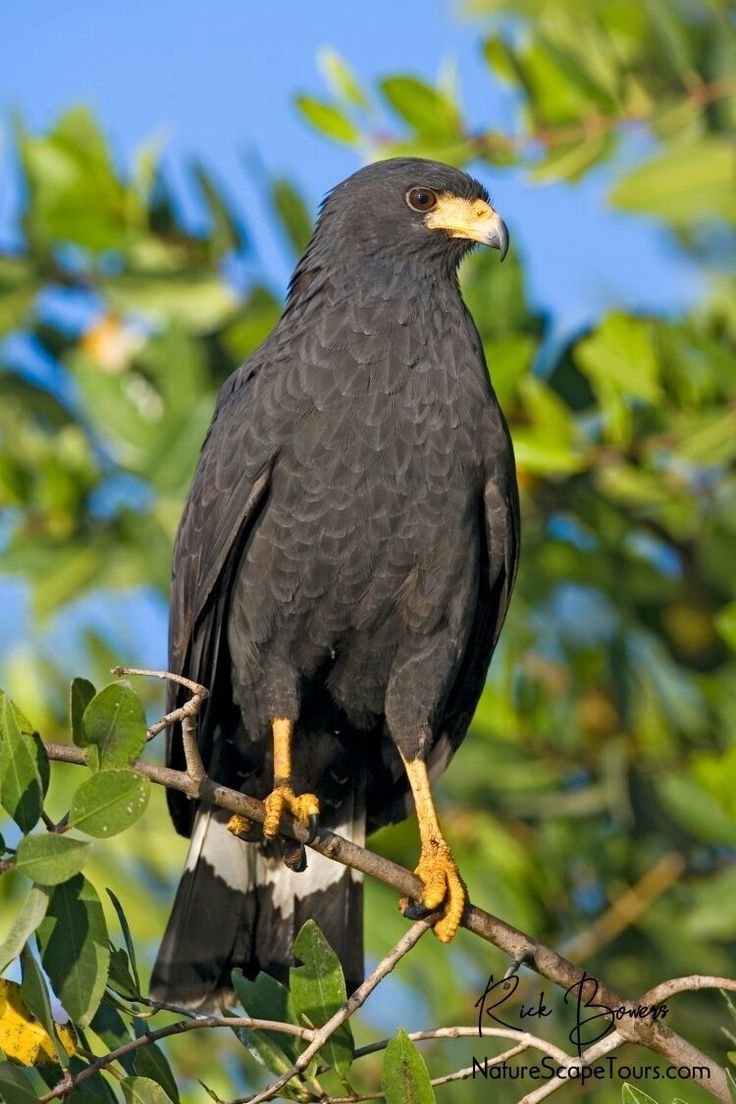 Goshawk Black