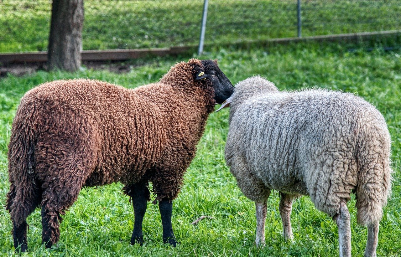 Купить алтайских овец. Сараджинская порода овец. Северокавказская порода овец. Курдючный Карачаевский баран. Карабахская порода овец.