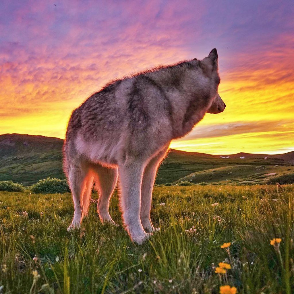 Волк на закате