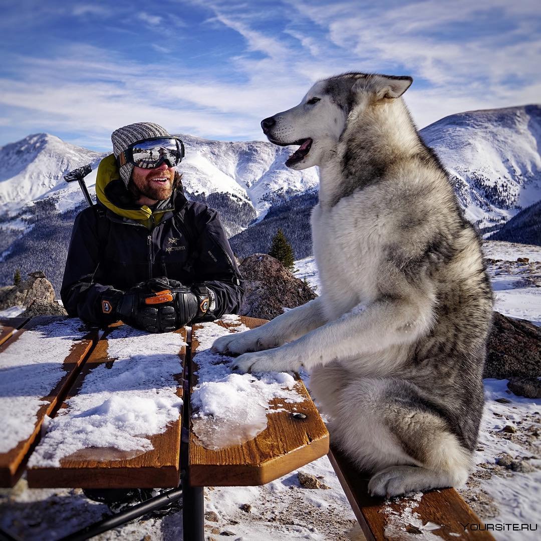 Хаски Локи в горах