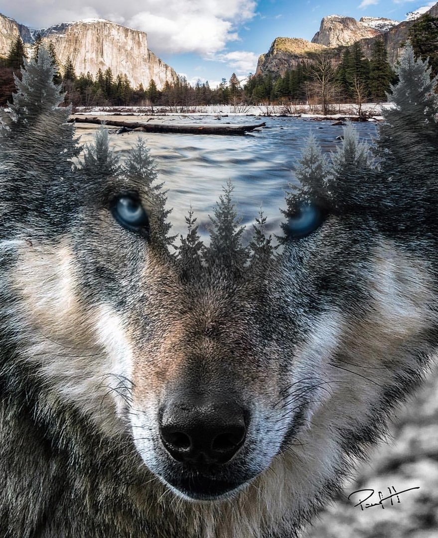 Морда волка на фоне леса