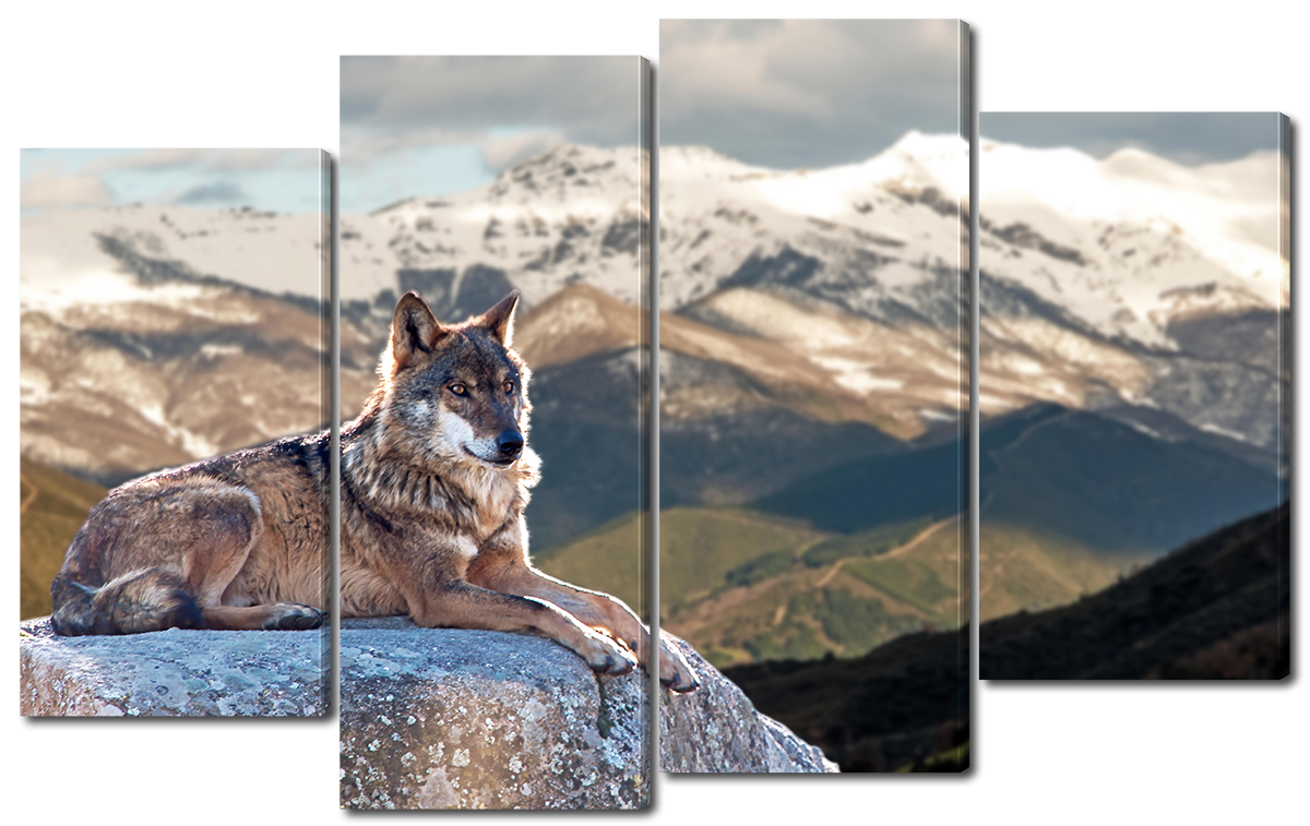 Волк южных скалистых гор