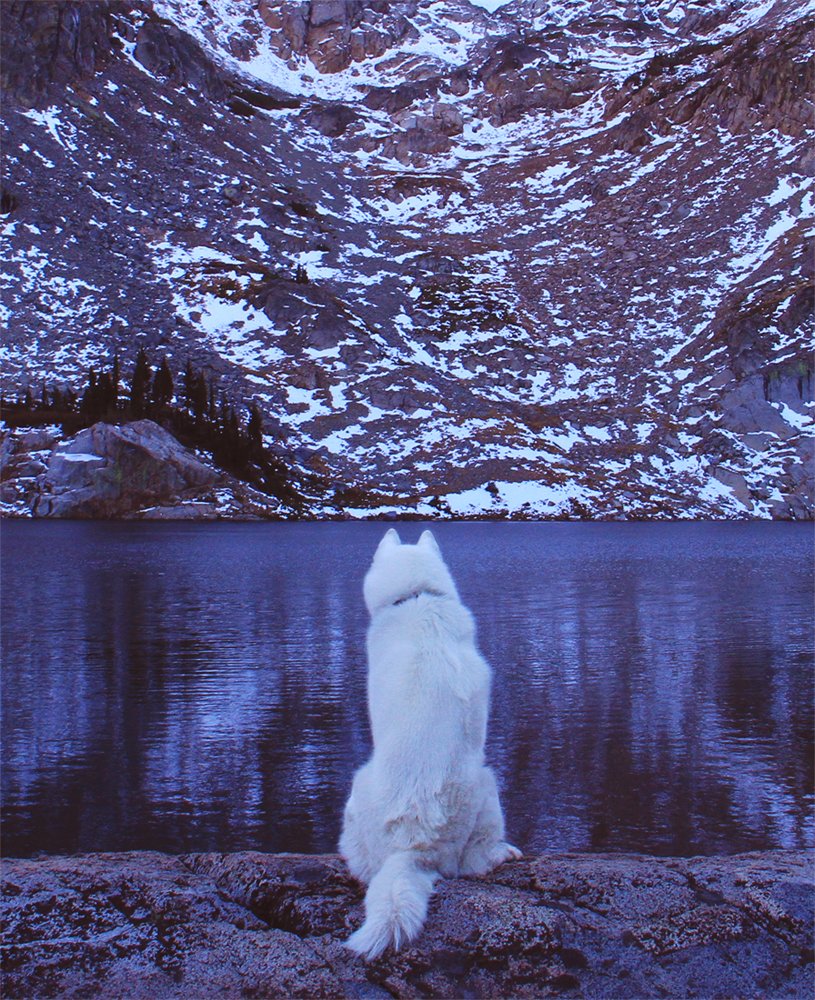 Собака на фоне гор