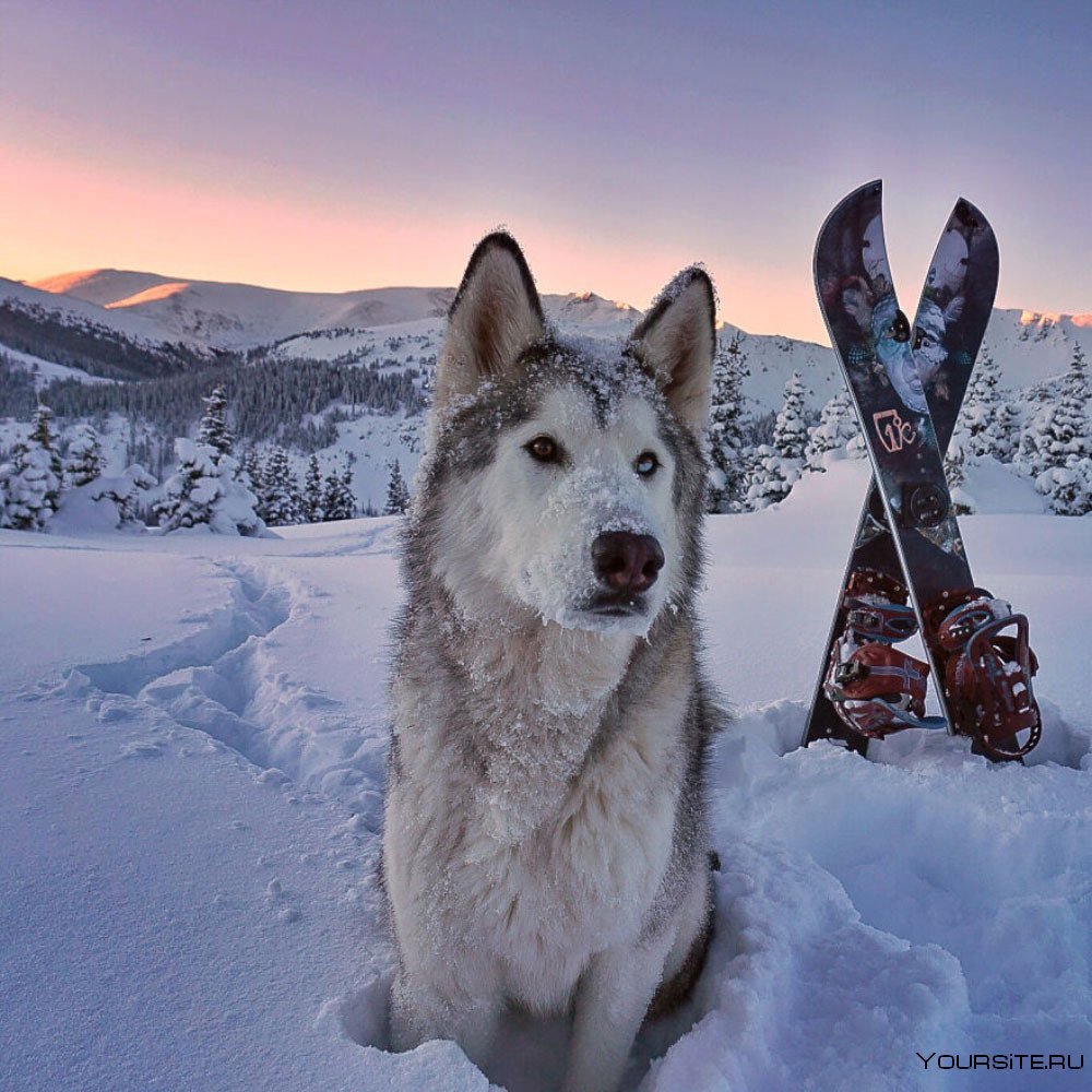 Арктический волкособ