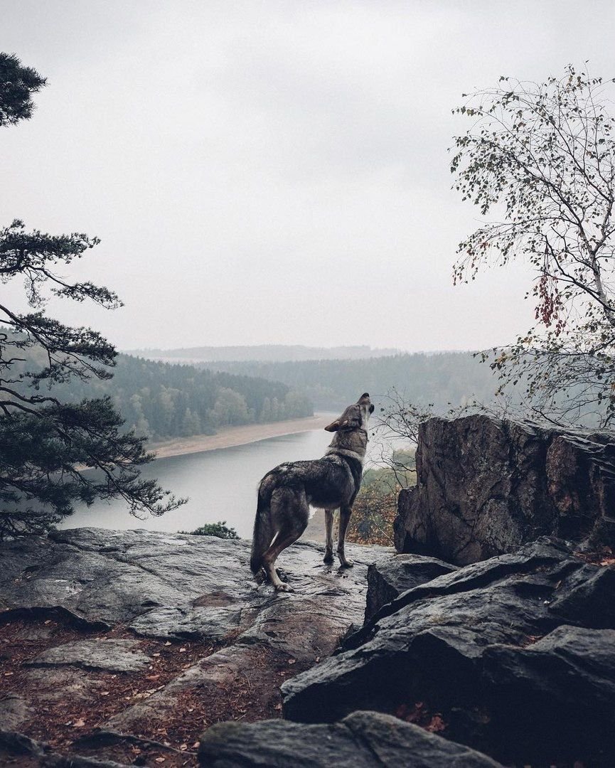 Эстетика Волков