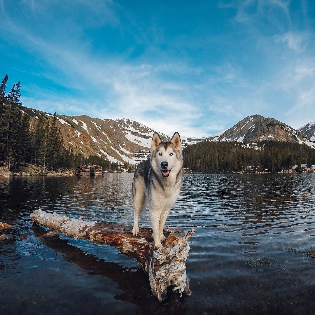 Горная хаски