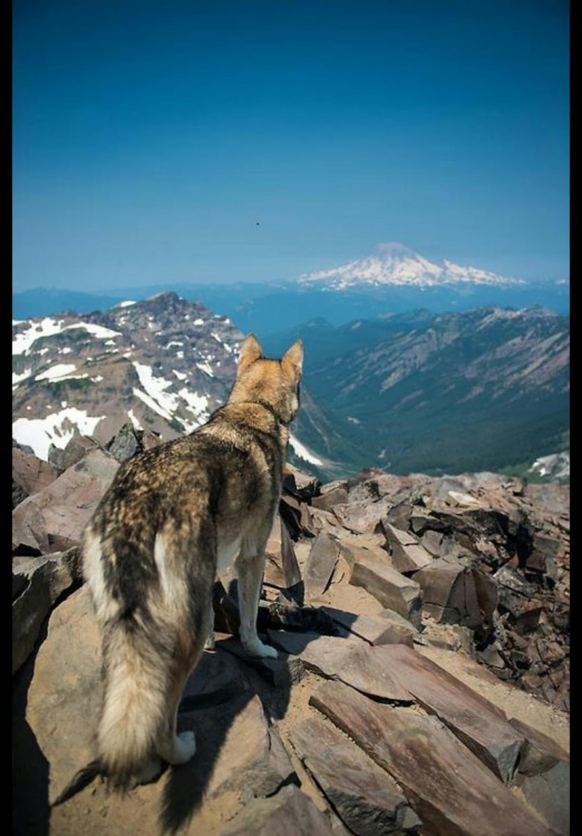 Волки в горах