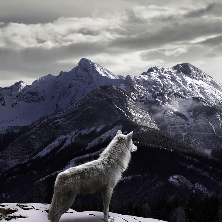 Бозкурт волк