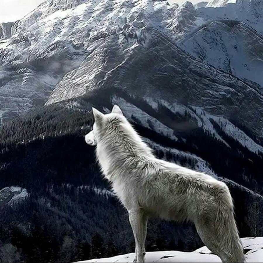 Дети Мороза Джек Лондон