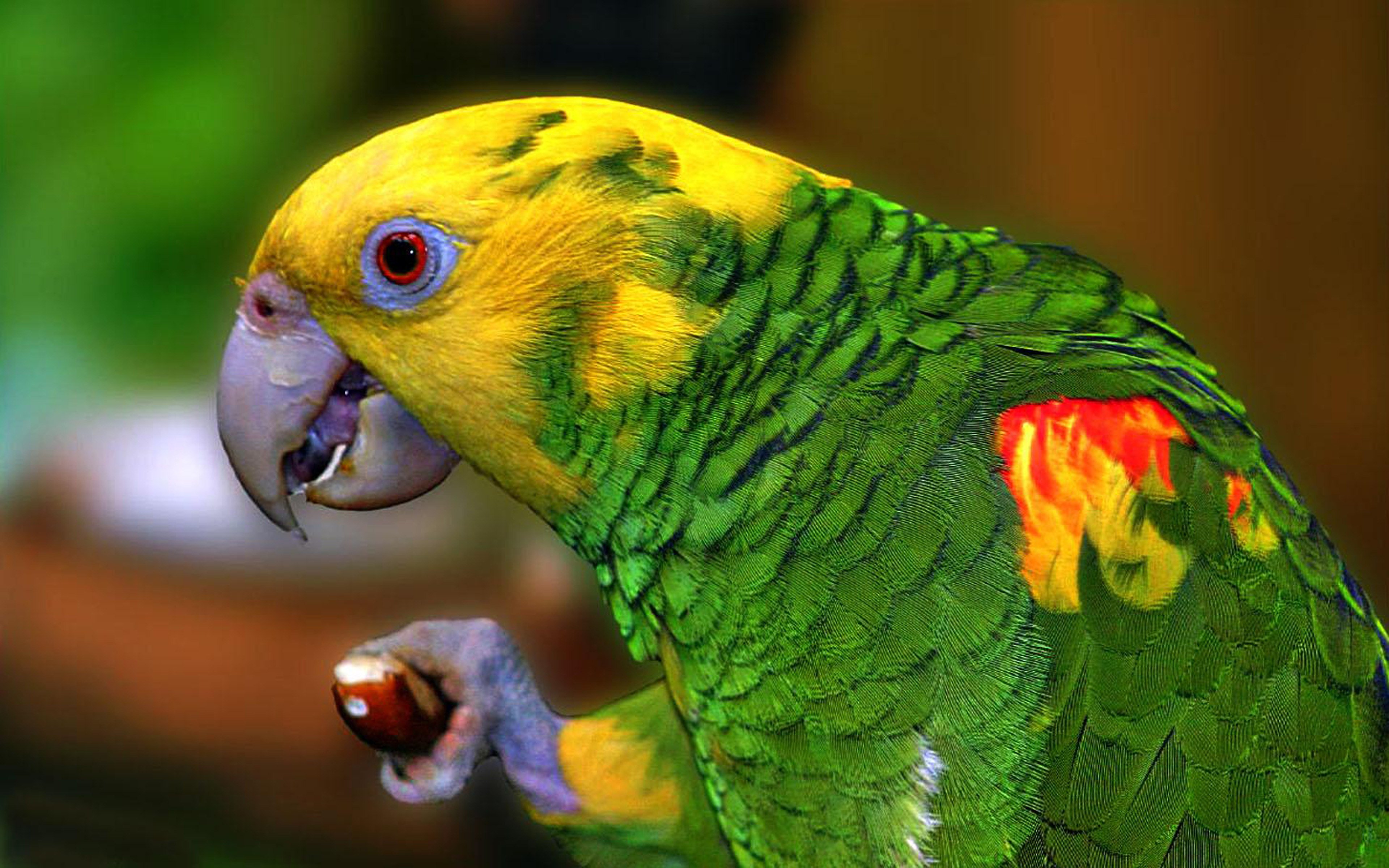 Всем известно что бывают говорящие попугаи. Амазон попугай. Попугай Амазон желтобрюхий. Жёлтый каик попугай. Амазон Какаду жако неразлучник.