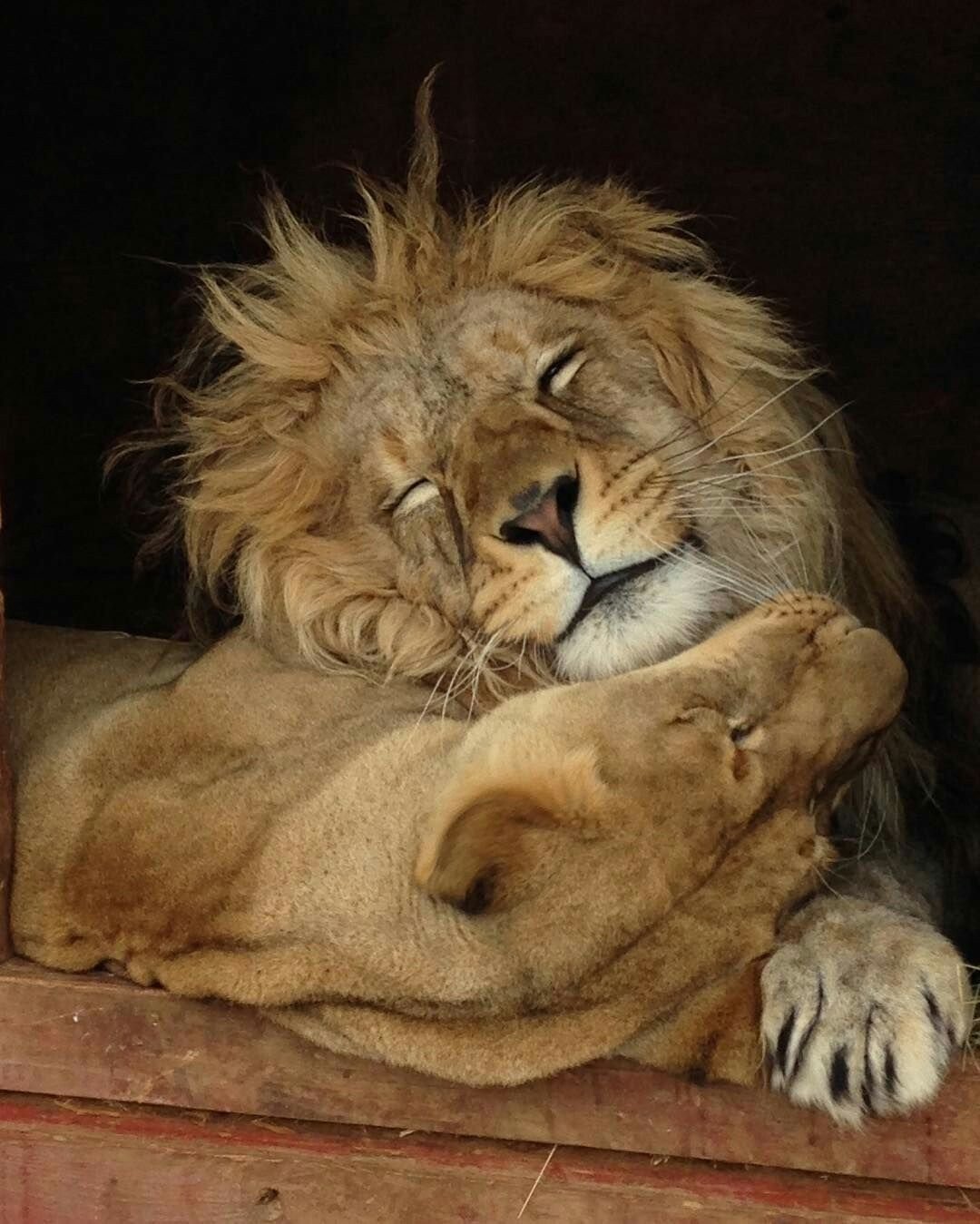 Скучаю лев. Сонный Львенок. Объятия животных. Влюбленные львы. Лев спящий.
