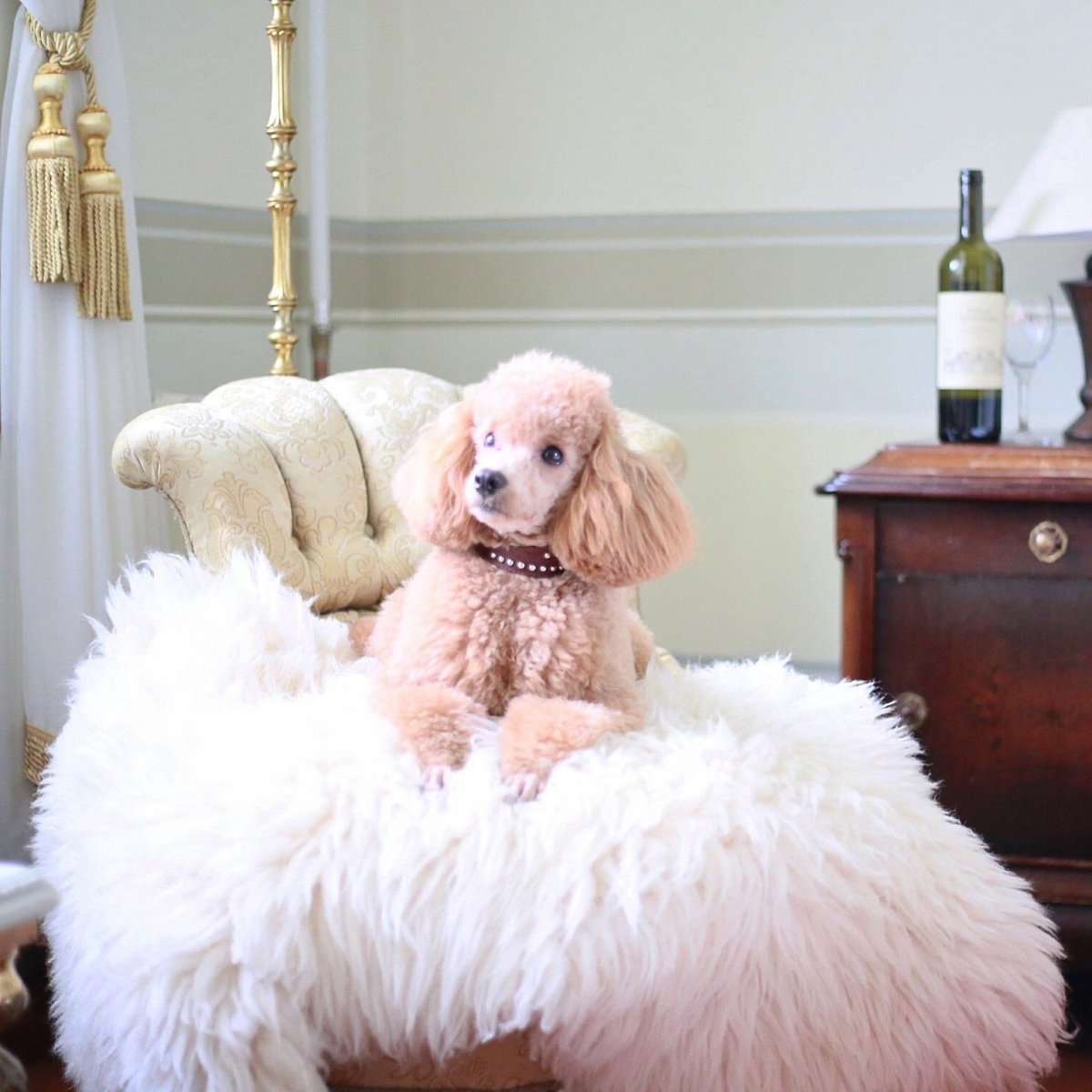 Карликовый Королевский пудель