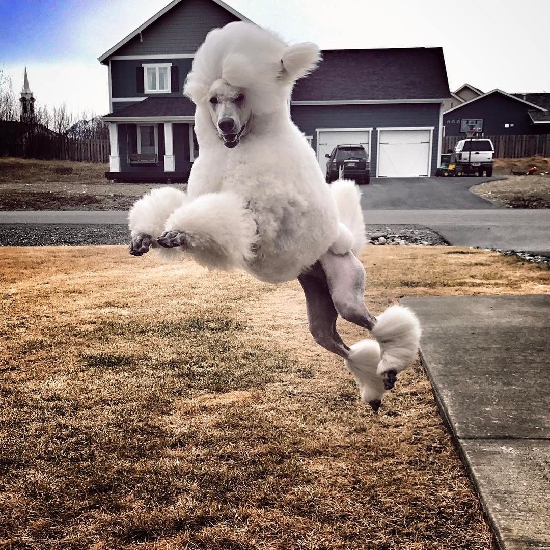 Пудель Эстетика Инстаграм