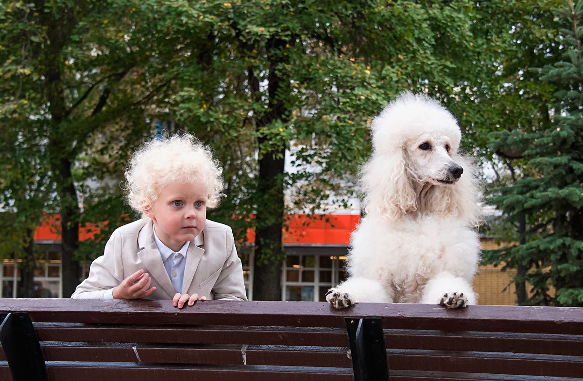 Белый Королевский пудель