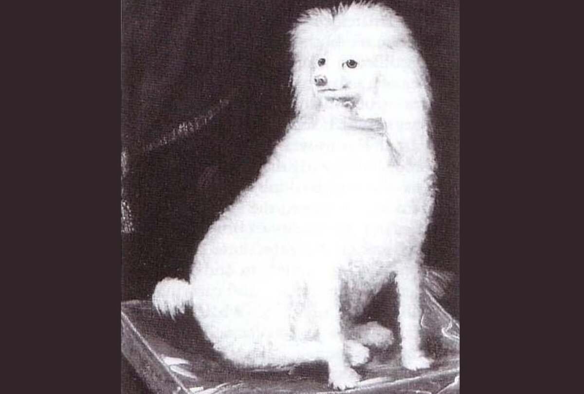 Портрет белого пуделя