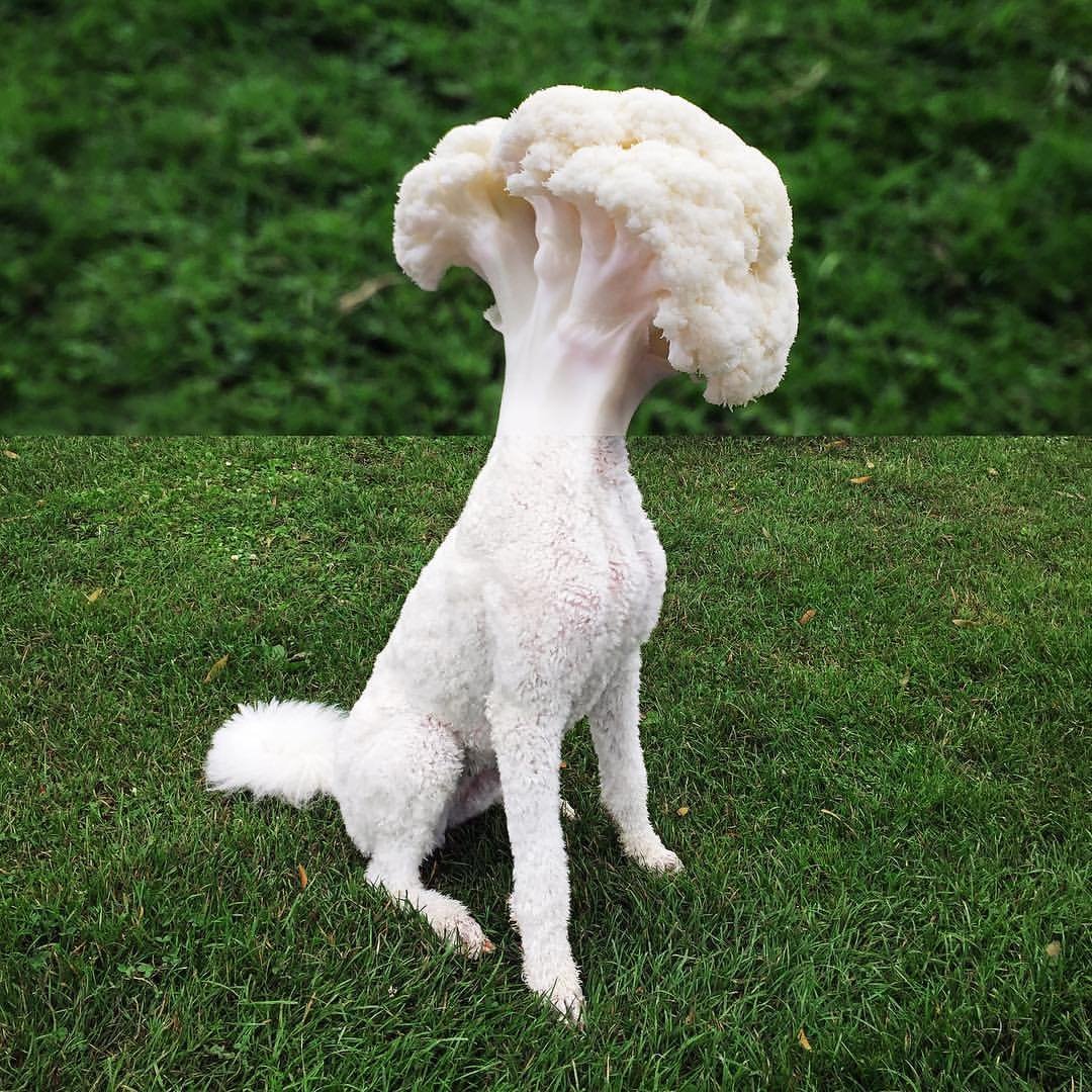 Королевский пудель крашеный