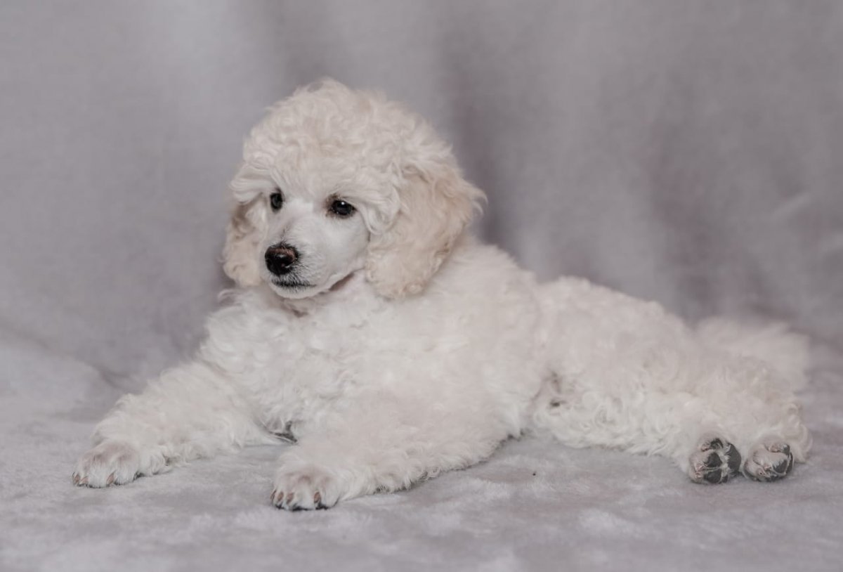 Пудель белый кучерявый