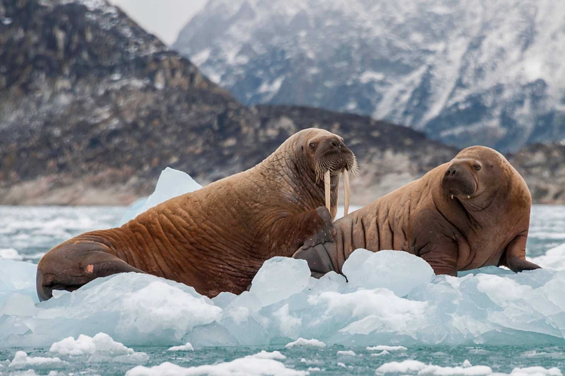 Гренландия морж. Морж в Арктике Арктика. Шпицберген моржи. Моржи, тюлени, нерпы Арктика. Белый медведь морж и тюлень природная зона