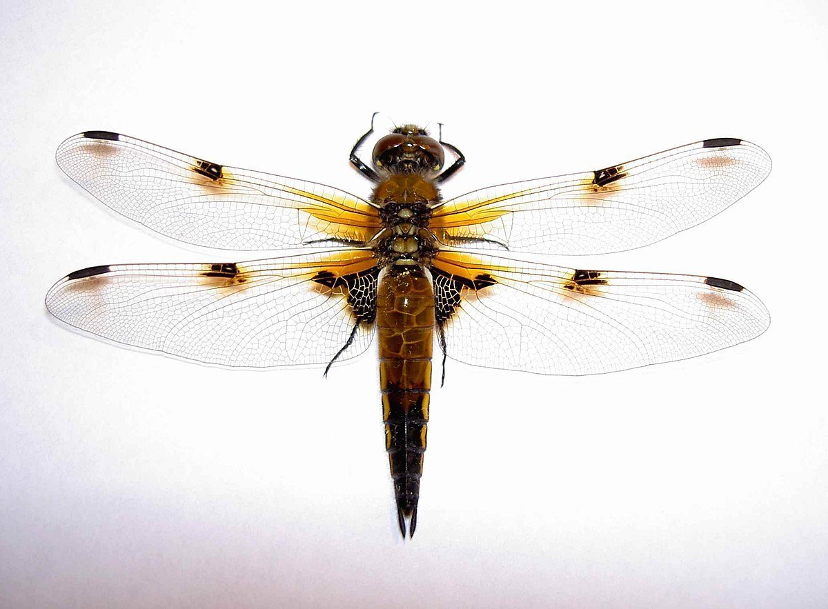 Плоскобрюх четырёхпятнистый