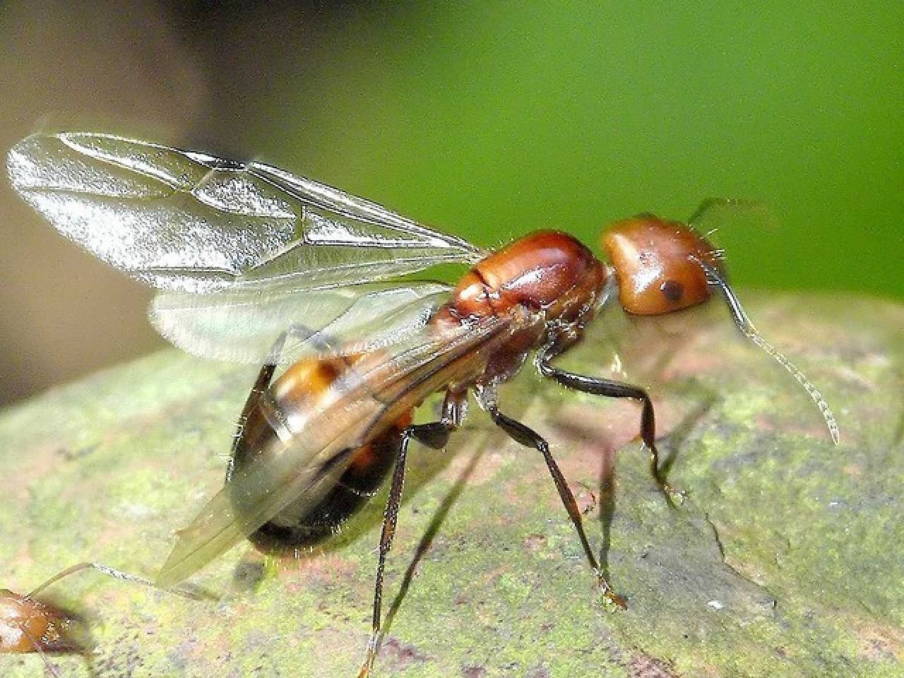 Крылатых муравьев. Муравьи с крыльями. Крылатые муравьи. Муравьи с крылышками. Самка муравья с крыльями.