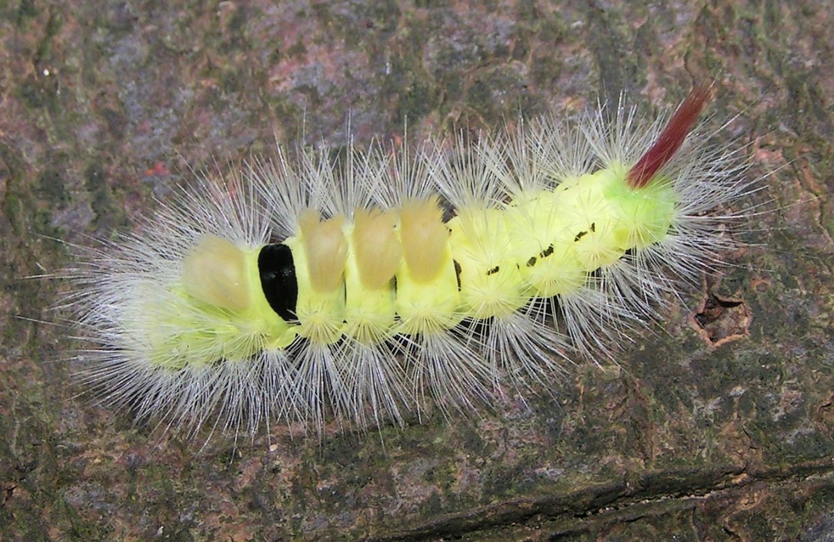 Calliteara pudibunda гусеница