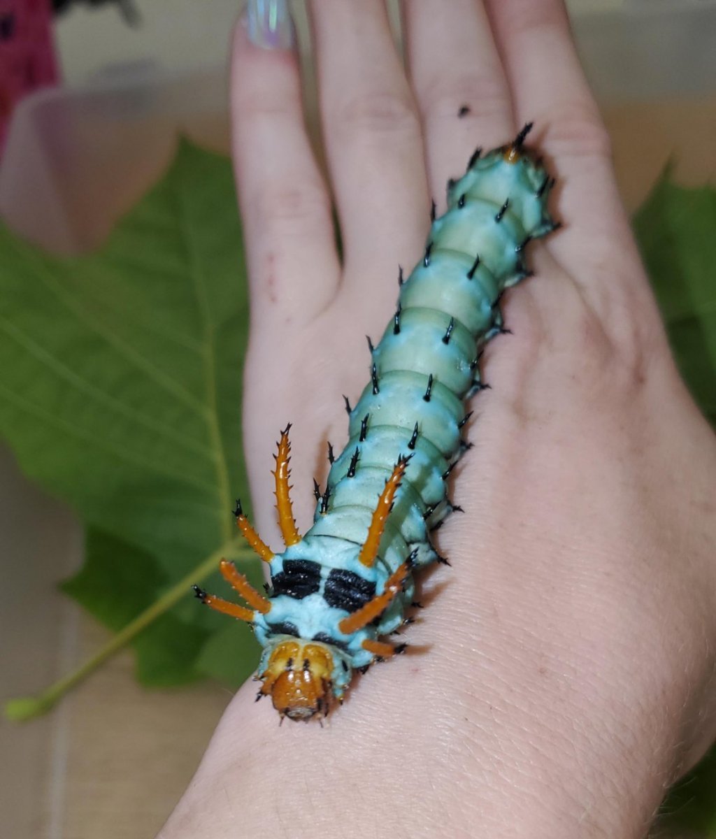 Цитерония Королевская гусеница