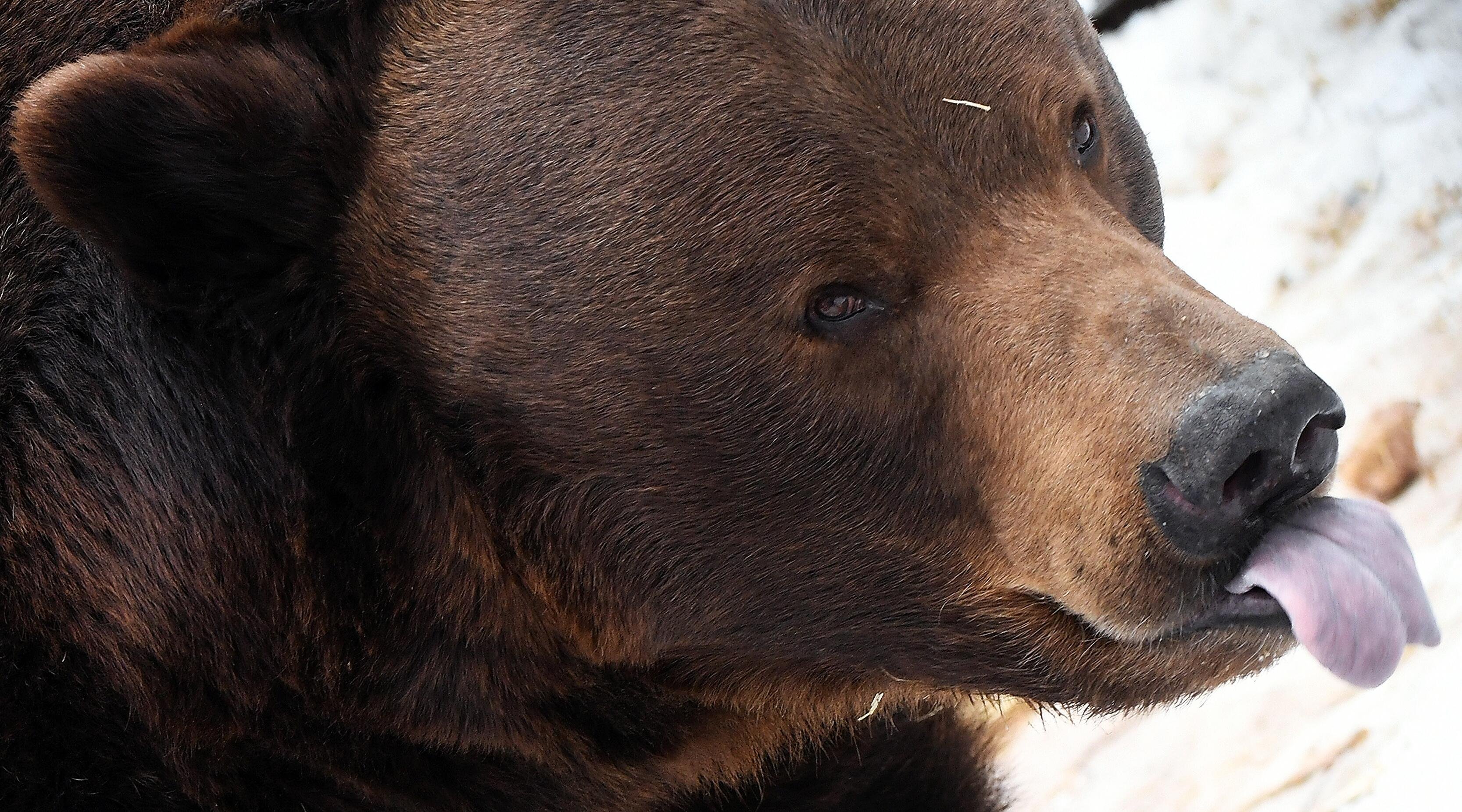 В африке живут медведи. Камчатский бурый медведь. Бурый медведь в Подмосковье. Медведь Россия.