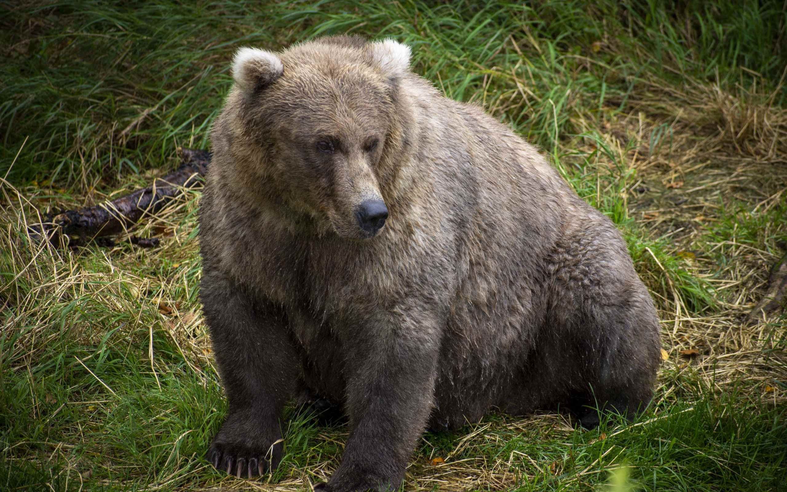Какие медведи хищники. Атласский медведь. Медведь хищник. Медведь Гризли. Бурый медведь.